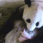 China_and_Austria_Sign_10-Year_Agreement_to_Enhance_Giant_Panda_Conservation - Khabar Asia China and Austria Sign 10-Year Agreement to Enhance Giant Panda Conservation