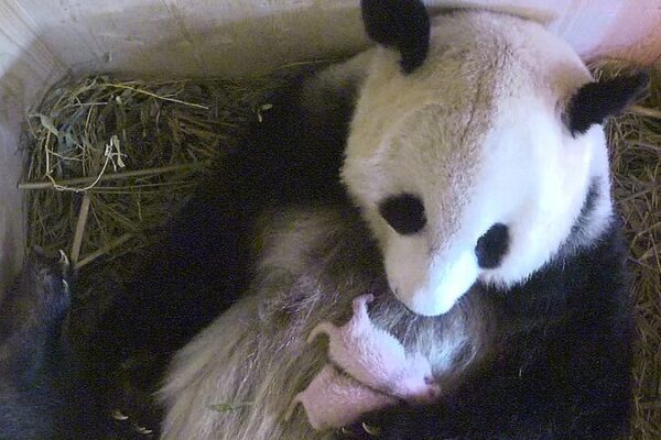 China and Austria Sign 10-Year Agreement to Enhance Giant Panda Conservation China and Austria Sign 10-Year Agreement to Enhance Giant Panda Conservation