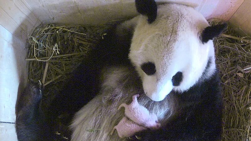 China and Austria Sign 10-Year Agreement to Enhance Giant Panda Conservation