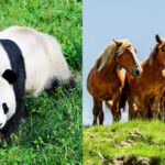 China and France Launch Joint Conservation Effort Between National Parks