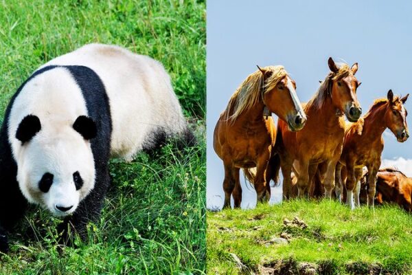 China and France Launch Joint Conservation Effort Between National Parks