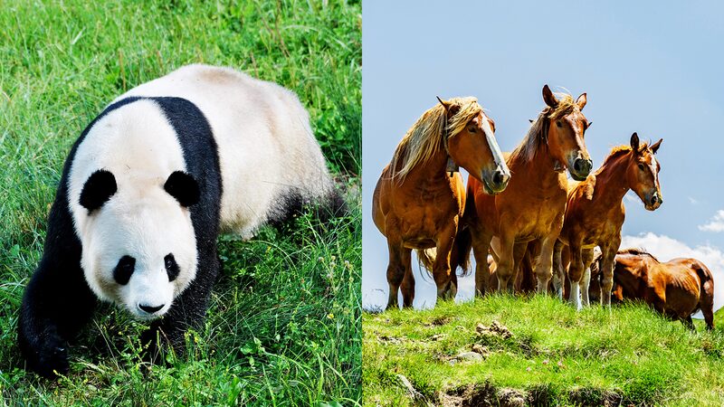 China and France Launch Joint Conservation Effort Between National Parks