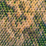 China and Mongolia Collaborate to Combat Desertification