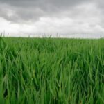 China and Romania Launch Joint Agricultural Laboratory to Boost Innovation
