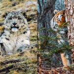 China and Russia Intensify Wildlife Protection Efforts through National Parks