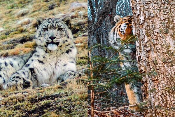 China and Russia Intensify Wildlife Protection Efforts through National Parks