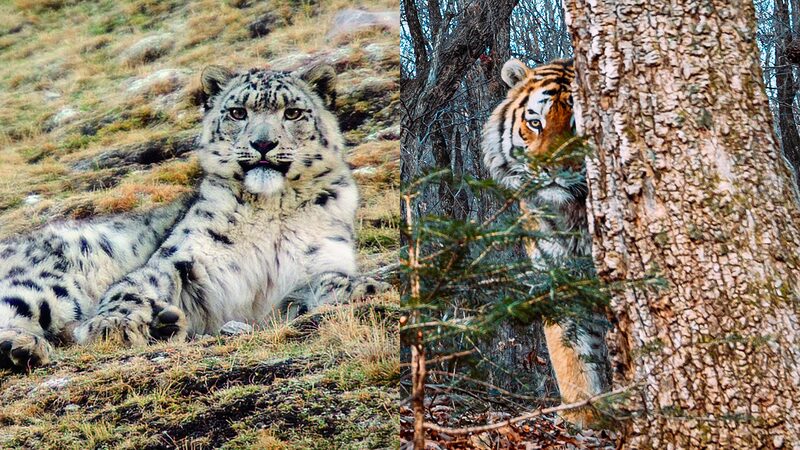 China and Russia Intensify Wildlife Protection Efforts through National Parks