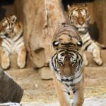 China and Russia Launch Joint Lab for Siberian Tiger Conservation