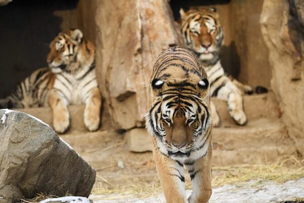 China and Russia Launch Joint Lab for Siberian Tiger Conservation