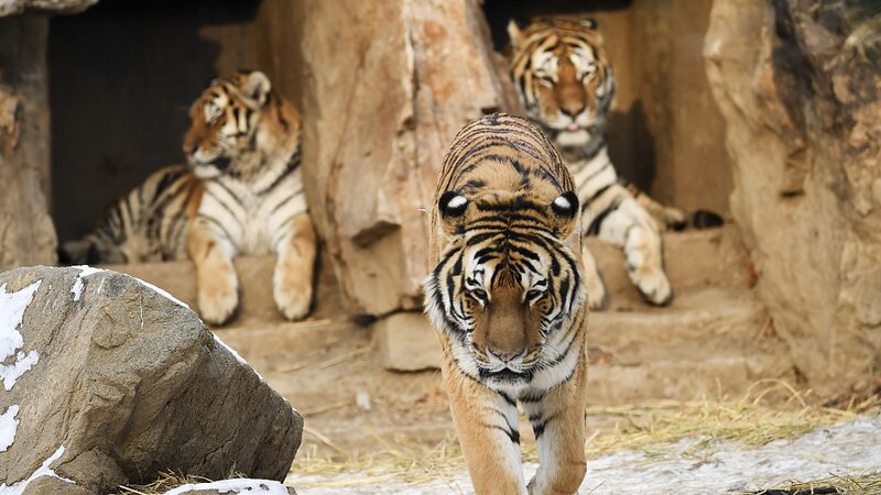 China_and_Russia_Launch_Joint_Lab_for_Siberian_Tiger_Conservation - Khabar Asia China and Russia Launch Joint Lab for Siberian Tiger Conservation