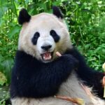 China and U.S. Launch 10-Year Giant Panda Conservation Agreement