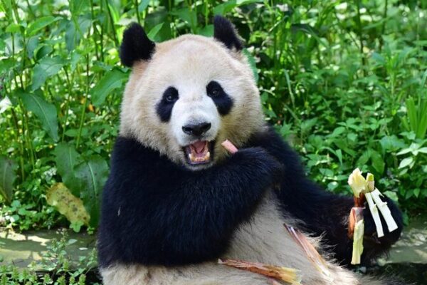 China and U.S. Launch 10-Year Giant Panda Conservation Agreement