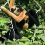 China_and_Vietnam_Collaborate_to_Protect_the_Rare_Eastern_Black_Crested_Gibbon