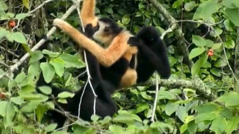 China_and_Vietnam_Collaborate_to_Protect_the_Rare_Eastern_Black_Crested_Gibbon