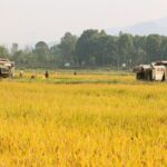 China_s_2024_Grain_Output_Hits_Record_High_of_706_5_Million_Tonnes