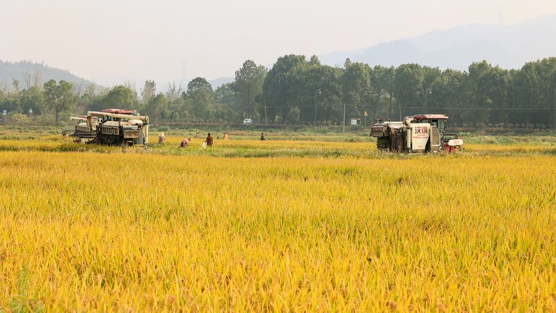 China_s_2024_Grain_Output_Hits_Record_High_of_706_5_Million_Tonnes - Khabar Asia China_s_2024_Grain_Output_Hits_Record_High_of_706_5_Million_Tonnes
