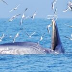 China_s_Commitment_to_Marine_Conservation_in_the_South_China_Sea