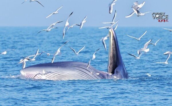 China_s_Commitment_to_Marine_Conservation_in_the_South_China_Sea