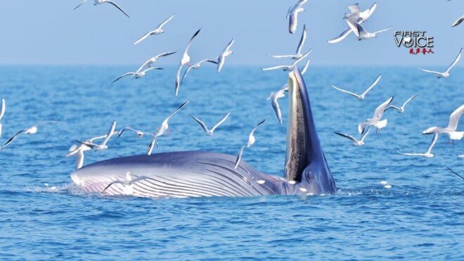 China_s_Commitment_to_Marine_Conservation_in_the_South_China_Sea - Khabar Asia China_s_Commitment_to_Marine_Conservation_in_the_South_China_Sea