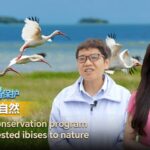 China_s_Conservation_Program_Returns_Crested_Ibises_to_Nature video poster
