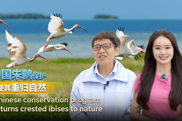 China_s_Conservation_Program_Returns_Crested_Ibises_to_Nature video poster