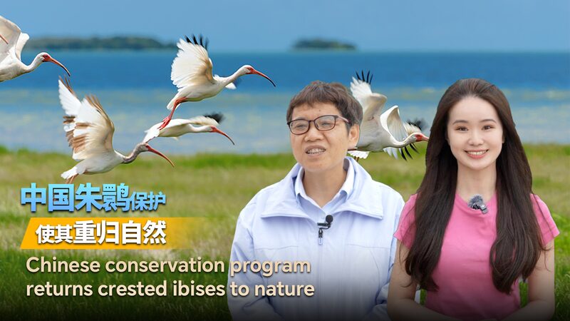 China_s_Conservation_Program_Returns_Crested_Ibises_to_Nature_poster - Khabar Asia China_s_Conservation_Program_Returns_Crested_Ibises_to_Nature video poster