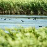 China_s_Dongtan_Wetland__Sanctuary_for_a_Million_Migratory_Birds