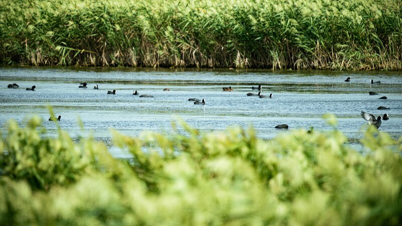 China_s_Dongtan_Wetland__Sanctuary_for_a_Million_Migratory_Birds - Khabar Asia China_s_Dongtan_Wetland__Sanctuary_for_a_Million_Migratory_Birds