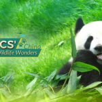 China_s_Endangered_Wildlife__A_Closer_Look_at_the_Giant_Panda
