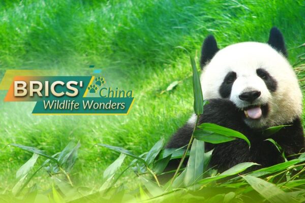 China_s_Endangered_Wildlife__A_Closer_Look_at_the_Giant_Panda
