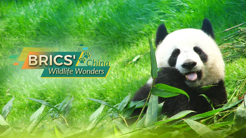 China_s_Endangered_Wildlife__A_Closer_Look_at_the_Giant_Panda