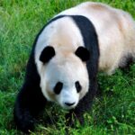 China_s_Giant_Panda_National_Park__A_Sanctuary_for_Biodiversity