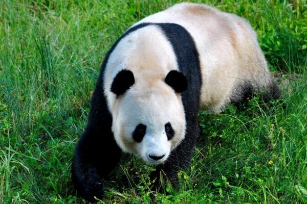 China’s Giant Panda National Park: A Sanctuary for Biodiversity China_s_Giant_Panda_National_Park__A_Sanctuary_for_Biodiversity