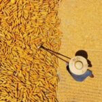 China_s_Harvest_Season__Farmers_Turn_Landscapes_into_Colorful_Tapestries_with_Sun_Dried_Crops