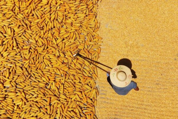 China’s Harvest Season: Farmers Turn Landscapes into Colorful Tapestries with Sun-Dried Crops China_s_Harvest_Season__Farmers_Turn_Landscapes_into_Colorful_Tapestries_with_Sun_Dried_Crops