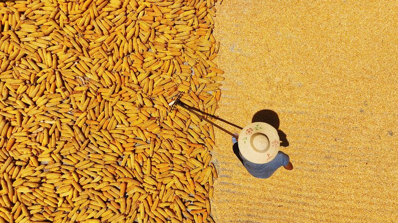 China_s_Harvest_Season__Farmers_Turn_Landscapes_into_Colorful_Tapestries_with_Sun_Dried_Crops