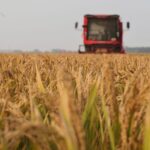 China_s_Major_Agricultural_Provinces_Secure_Record_Grain_Harvest_Despite_Extreme_Weather