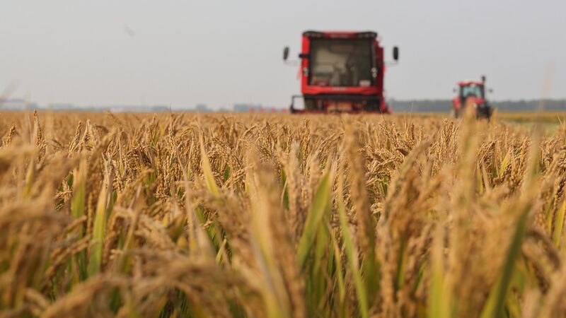 China_s_Major_Agricultural_Provinces_Secure_Record_Grain_Harvest_Despite_Extreme_Weather - Khabar Asia China_s_Major_Agricultural_Provinces_Secure_Record_Grain_Harvest_Despite_Extreme_Weather