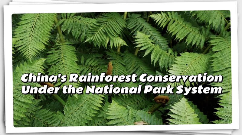 China_s_Rainforest_Conservation__Building_the_World_s_Largest_National_Park_System_poster - Khabar Asia China_s_Rainforest_Conservation__Building_the_World_s_Largest_National_Park_System video poster
