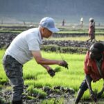 China_s_Rice_Innovation_Doubles_Yields__Boosting_Kenya_s_Food_Security
