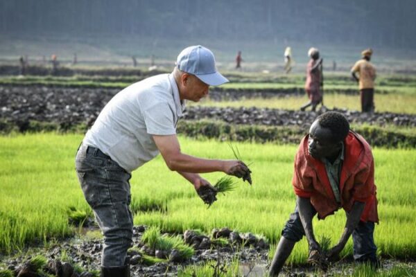 China_s_Rice_Innovation_Doubles_Yields__Boosting_Kenya_s_Food_Security