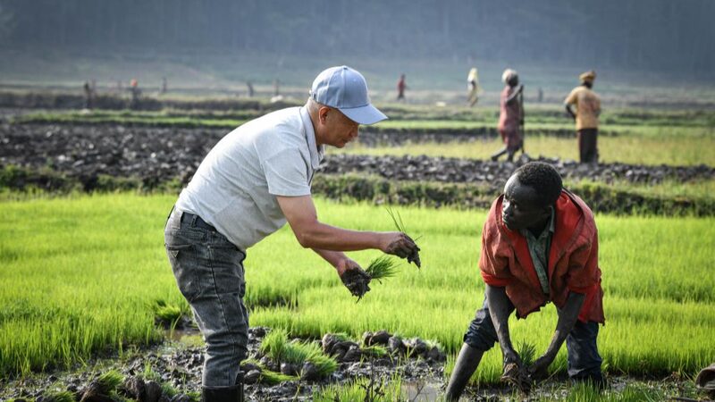 China_s_Rice_Innovation_Doubles_Yields__Boosting_Kenya_s_Food_Security - Khabar Asia China_s_Rice_Innovation_Doubles_Yields__Boosting_Kenya_s_Food_Security
