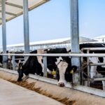 China_s_Xizang_Region_Launches_Innovative_Dairy_Cow_Research_Model