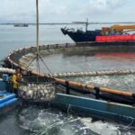 China_s__Donut__Ocean_Farms_Revolutionize_Sustainable_Aquaculture video poster