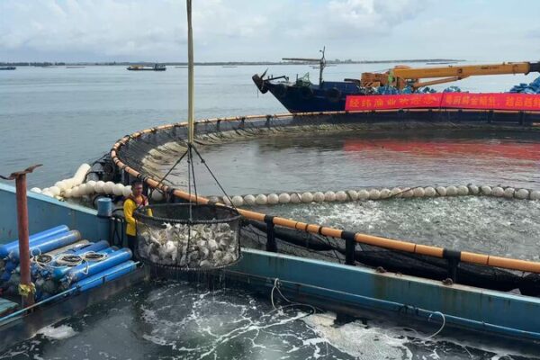China’s ‘Donut’ Ocean Farms Revolutionize Sustainable Aquaculture China_s__Donut__Ocean_Farms_Revolutionize_Sustainable_Aquaculture video poster