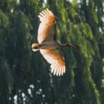 China_to_Open_First_National_Crested_Ibis_Protection_and_Research_Center