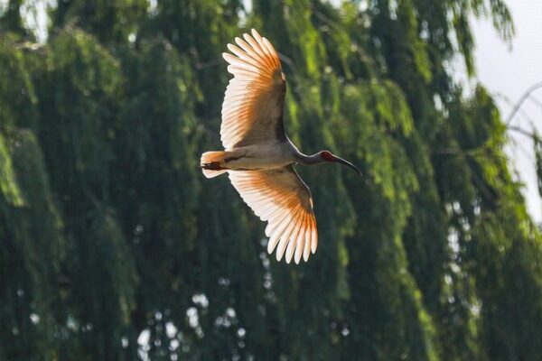 China_to_Open_First_National_Crested_Ibis_Protection_and_Research_Center