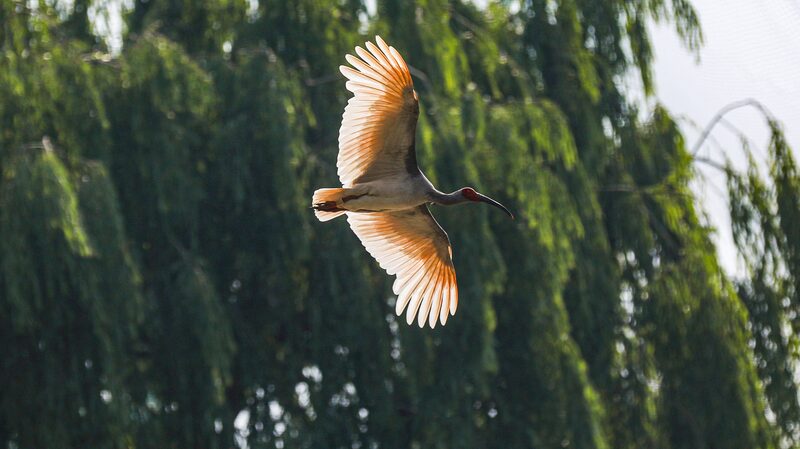 China_to_Open_First_National_Crested_Ibis_Protection_and_Research_Center