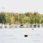 China's Baiyangdian Lake Sees 70 New Wild Bird Species Since 2017