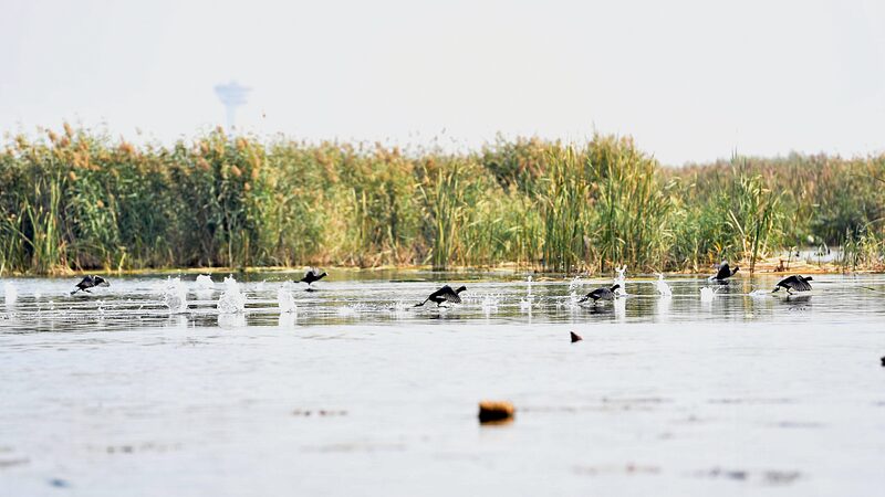 Chinas_Baiyangdian_Lake_Sees_70_New_Wild_Bird_Species_Since_2017 - Khabar Asia China's Baiyangdian Lake Sees 70 New Wild Bird Species Since 2017